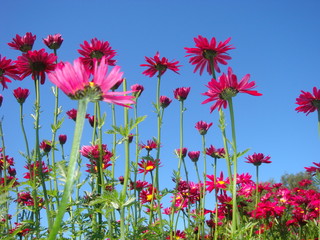 Purple flowers