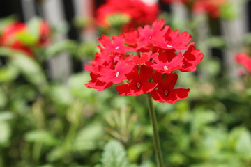 赤いバーベナの花畑