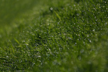 Rasen im Morgentau