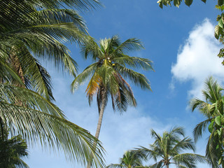 Palme e cielo