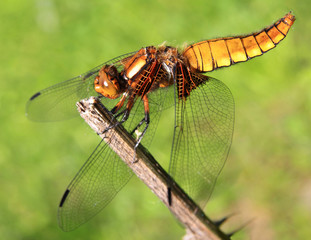 Dragonfly sits on a branch