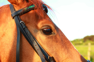 Head Horse