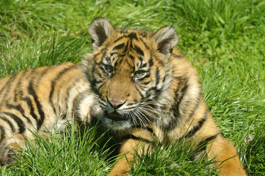 Siberian Tiger Cub