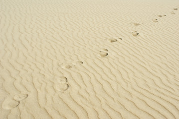 Sand Spur, Trace