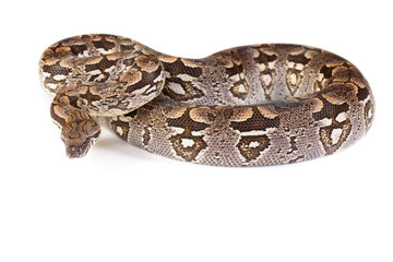 Madagaskarboa with white background