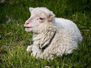 Obraz premium Lamm-bloekend