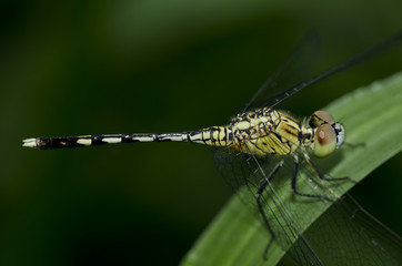 dragonfly safe the world protect nature