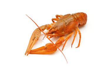Boiled crawfish.