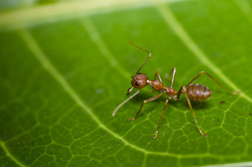 red ant on green leaf safe the world protect nature