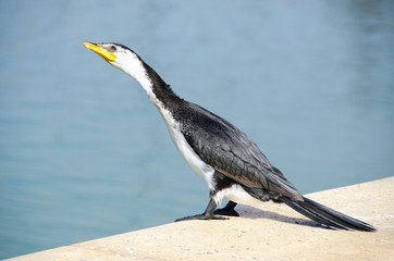 Little pied cormorant