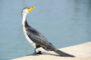 Little pied cormorant Australian wildlife