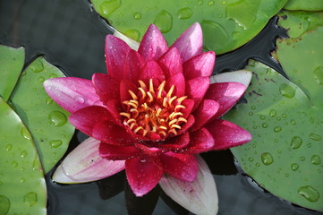 Seerose
