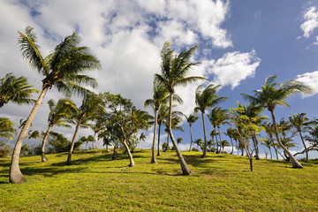 Coconut trees on green field in Governor's Harbour
