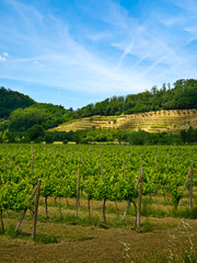 Fototapeta na wymiar grapevine plants in a vineyard
