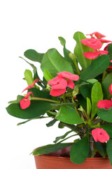 euphorbia