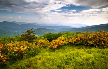 Foto op Canvas Flame Azalea Blooms Blue Ridge Mountains Roan Appalachian Trail © Dave Allen