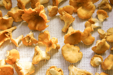 Frische Pfifferlinge