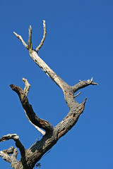 Fototapeta na wymiar martwe drzewa i błękitne niebo