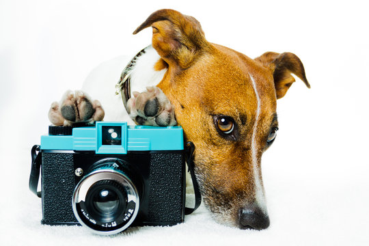 dog photo camera