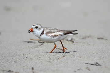Endangered Piping Plover (Charadrius melodus)
