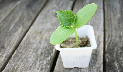 jeune plant de concombre