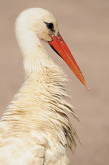 Storch