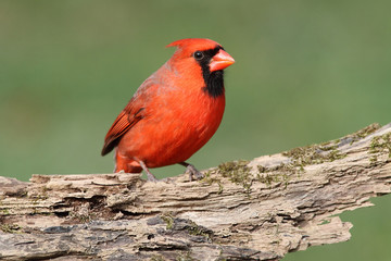 Male Cardinal On A Log
