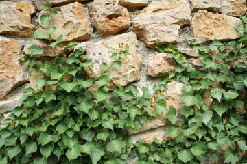 lierre sur un mur
