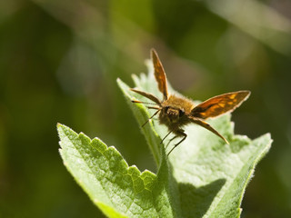 small skipper butterfly