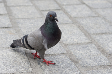 Pigeon