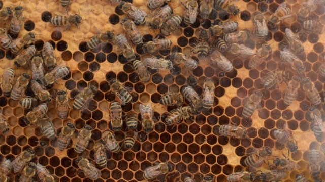 bees on honeycells