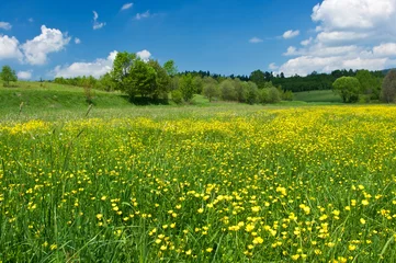 Schilderijen op glas Green meadow with yellow flowers © CCat82