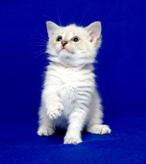 Cute kitten on blue background