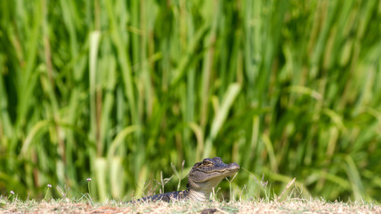 Baby alligator in the grass