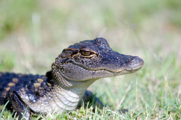 Baby alligator in the grass