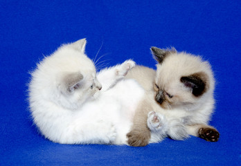 Two cute kittens on blue