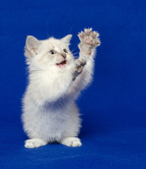 Fototapeta premium Cute kitten on blue background