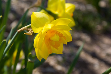 Daffodil