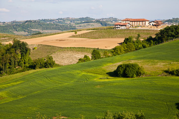 Fototapeta na wymiar Italian vineyard: Monferrato