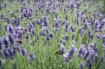 Naklejka premium Lavendel