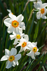 Daffodils