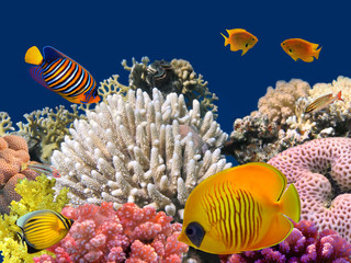 Underwater life of a hard-coral reef, Red Sea, Egypt