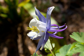Columbine
