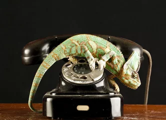 Papier Peint photo Lavable Caméléon chameleon on a telephone