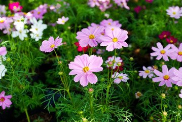 Pink blossom flowers in park