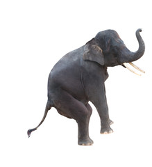 éléphant d& 39 Asie
