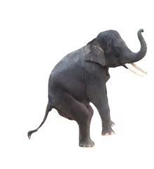 Papier Peint photo Éléphant éléphant d& 39 Asie