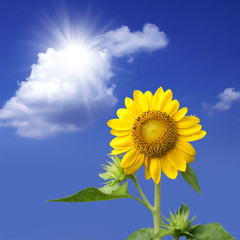 Summer sun over the sunflower field