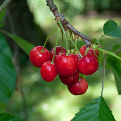 Süßkirschen - Prunus avium