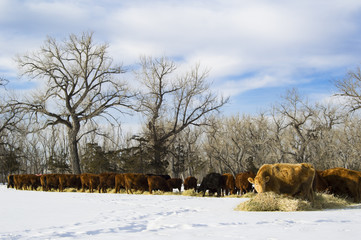 Herd of cows feed on hay during winter